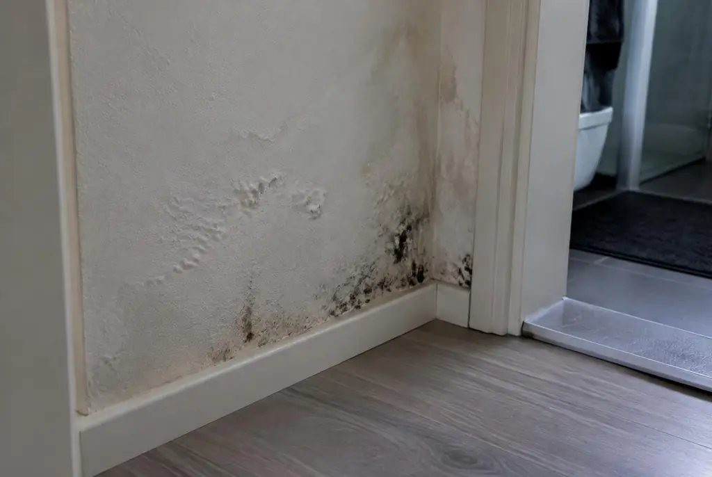 Lekdetectie Vriezenveen – vochtplek met schimmel op een muur